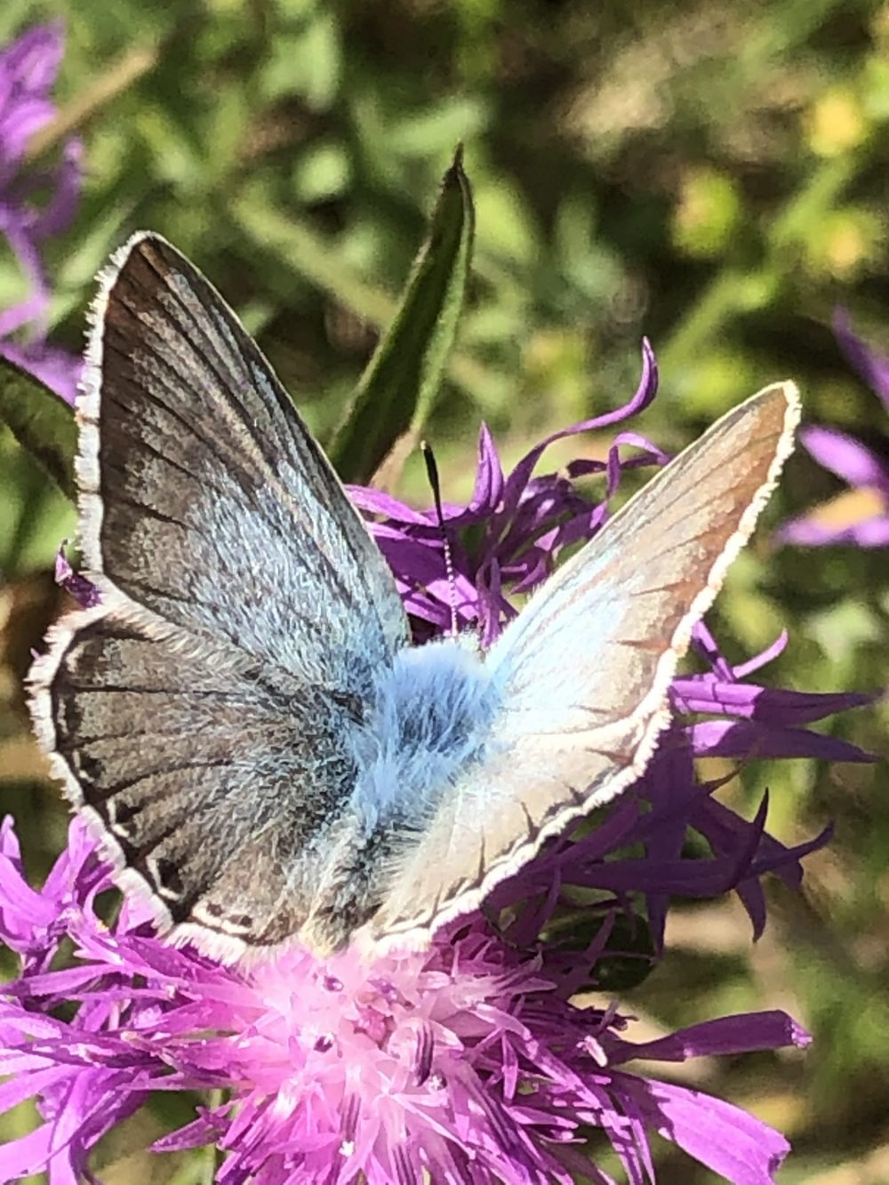 1. Etappe Diemeltaler Schmetterlings-Steig