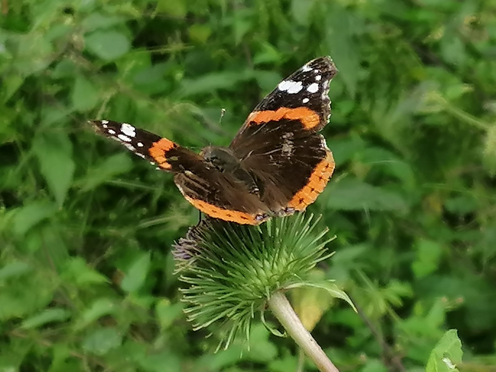 Diemeltaler Schmetterlings-Steig